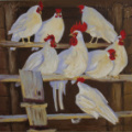 Poules_blanches.jpg