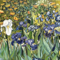  Les Iris d'ap. Van Gogh -1889 huile - 60 x 80