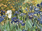  Les Iris d'ap. Van Gogh -1889 huile - 60 x 80